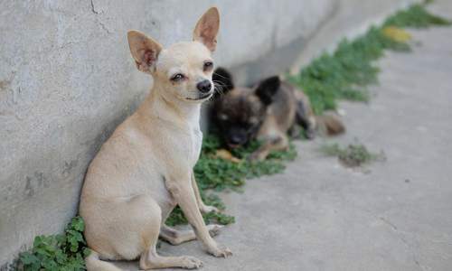 27.05.2026 - Ausgesetzt. Sieben Hunde. Zwei Welpen tot.