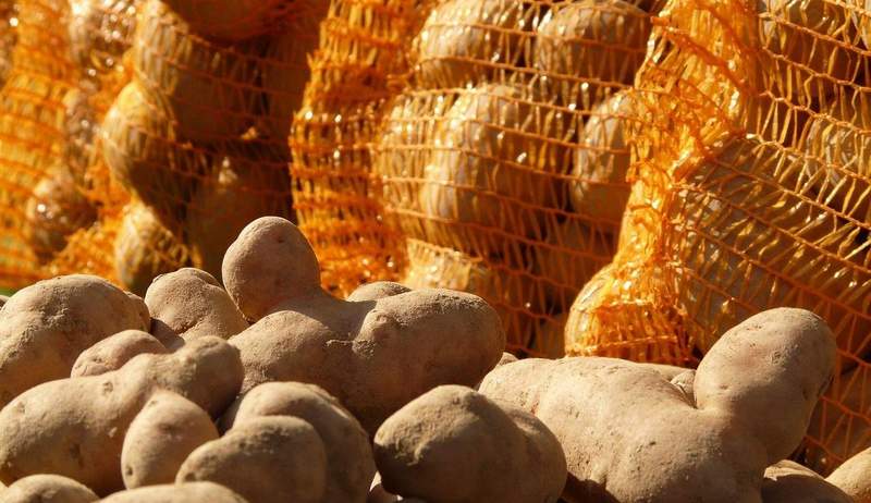 Über 100 Kilogramm Kartoffeln wurden von einem Feld in Bellheim gestohlen, als der erntende Landwirt für 45 Minuten weg vom Feld war. 