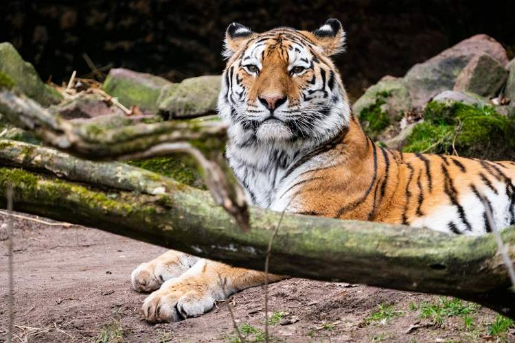 Tiger Manu ist neu im LDer Zoo. Er scheint das Weibchen Daria zu mögen. Mal schauen ... Foto. Zoo. LD. Frei. 
