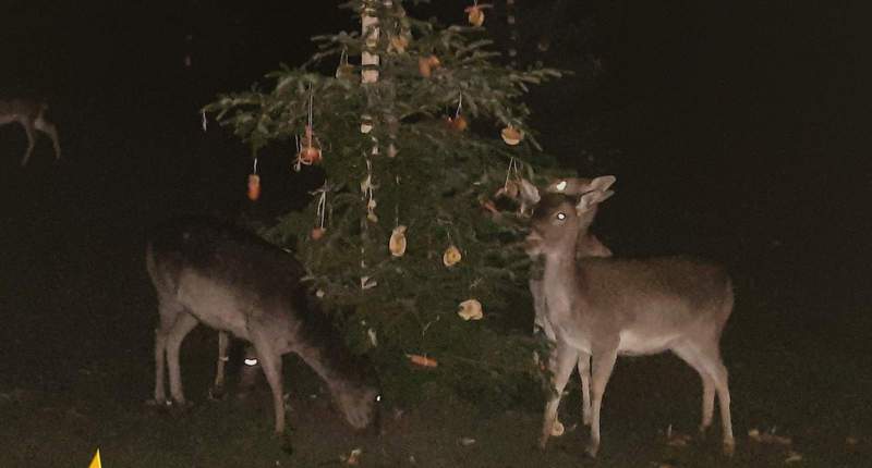 Tierischer Advent im Wild- und Wanderpark in Silz.