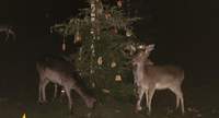 Tierischer Advent im Wild- und Wanderpark in Silz.