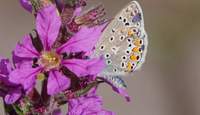 So soll’s sein: Ein naturnaher Garten freut Mensch, Tier und Pflanzenwelt. Foto. Christiane Hilsendegen. Frei. 