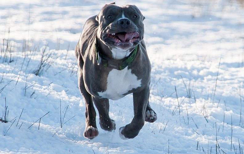 Erst auf den kleinen Hund los, dann auf das Gesicht des Frauchens. Ein Pitbull. Die 17-Jährige liegt auf der Intensivstation. Der Hund ist nach seiner Attacke bei Clausen wieder in den Wald verschwunden. 