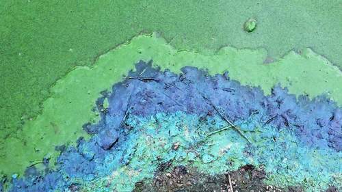 08.09.2026 - Seehof. Blaualgen. Warnstufe aufgehoben.