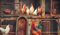 Für Geflügel gilt wegen der grassierenden Vogelgrippe ab dem heutigen Mittwoch Stallpflicht. 