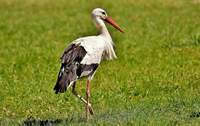 Ein Storch auf einer grünen Wiese. Symbolfoto. Pixabay. Frei.