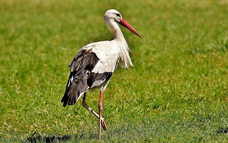 Ein Storch auf einer grünen Wiese. Symbolfoto. Pixabay. Frei.