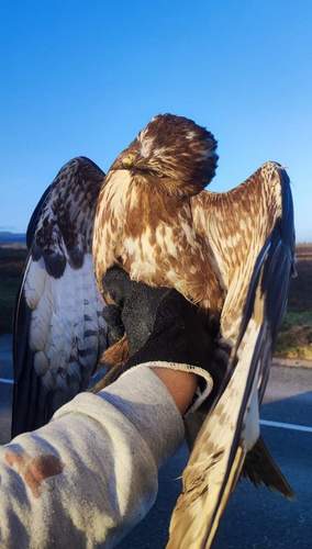 Hier geht es dem Greifvogel schon etwas besser.