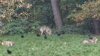 Mit der Hör-Tour können große und kleine Gäste den Wild- und Wanderpark neu erleben. Hier ein Schnappschuss von der täglichen Wolfsfütterung um 11 Uhr. Foto. rw. 