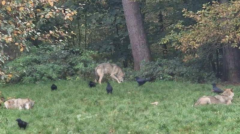 Mit der Hör-Tour können große und kleine Gäste den Wild- und Wanderpark neu erleben. Hier ein Schnappschuss von der täglichen Wolfsfütterung um 11 Uhr. Foto. rw. 