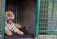 Sibirische Tigerin Daria noch etwas schüchtern kurz nach der Ankunft im LDer Zoo. Für das schließlich unaufgeregte Verlassen ihrer Transportkiste ließ sich die Tigerdame einige Stunden Zeit.