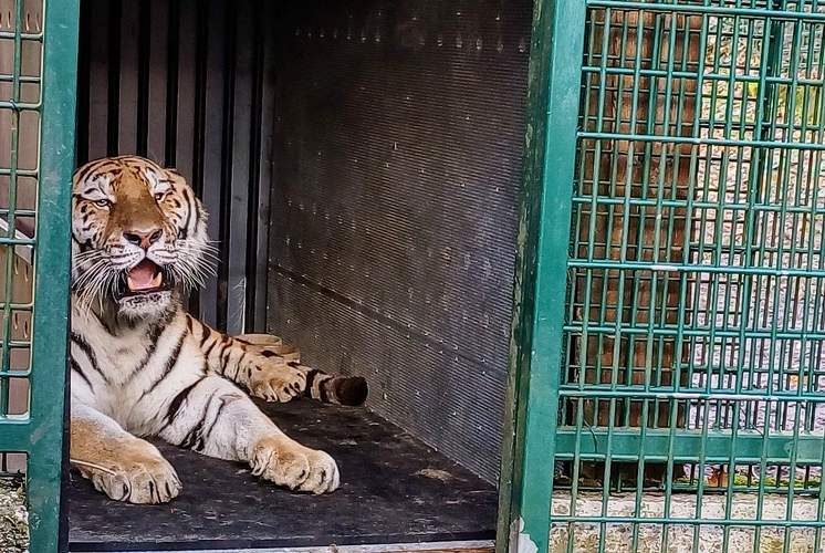Sibirische Tigerin Daria noch etwas schüchtern kurz nach der Ankunft im LDer Zoo. Für das schließlich unaufgeregte Verlassen ihrer Transportkiste ließ sich die Tigerdame einige Stunden Zeit.
