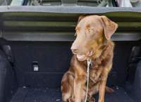 Bürger riefen die Polizei zur Hilfe, weil ein Autofahrer seinen Hund bei der Hitze im Wagen eingeschlossen und einkaufen gegangen ist. In GER. 