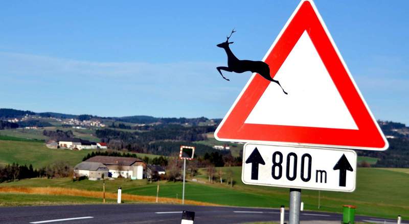 Von der Totenkopf-Straße abgekommen, weil angeblich ein Reh die Straße querte. 