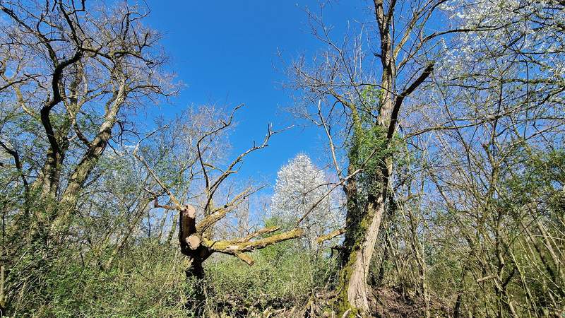 Archaisch. Ein Wimpernschlag in eine rund 9 Hektar große Wildnis-Schönheit rund um den alten Schießstandort bei Insheim. In der Hoffnung, dass sich Fledermäuse wieder ansiedeln. Foto. rw. 