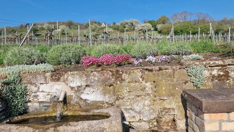 Blick vom Liebfrauenbergweg über BZA hinauf zur Villa Pistoria zwischen Reben und Pfälzer Wald. Foto. rw. 