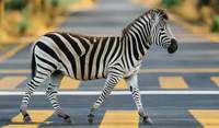 Schulweg-Kontrolle in Herxheim. Zebra-Streifen-Querung durch Pkw-Fahrer verweigert. Auch waren in einem Auto gleich drei Kinder nicht angeschnallt. 