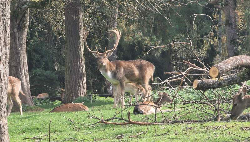 Auf Brautschau. Ein Hirsch mit stolzem Geweih im Wild- und Wanderpark am heutigen Sonntagmittag. Foto. rw. 