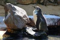 Alles andere als verschlafen. Der Zoo LD setzt sich für zahlreiche Artenschutzprojekte ein, etwa für den Humboldt-Pinguin. Foto. Stadt. LD. Frei.