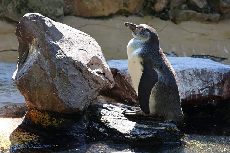 Alles andere als verschlafen. Der Zoo LD setzt sich für zahlreiche Artenschutzprojekte ein, etwa für den Humboldt-Pinguin. Foto. Stadt. LD. Frei.