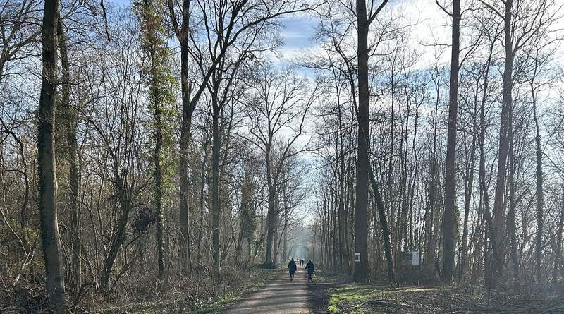 Erholungssuchende im Offenbacher Wald. Foto. Landesforsten. RLP. Micaela Mayer. Pressefrei.