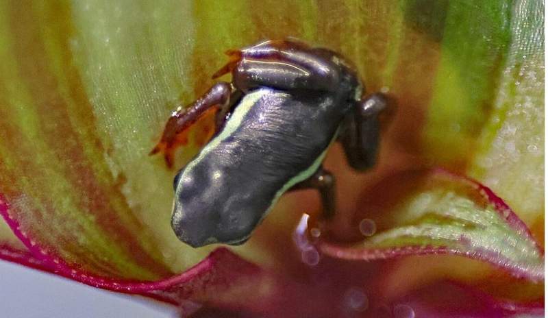 Die jungen Eleganten Harlekin-Kröten sind kurz nach der Metamorphose kaum größer als ein Reiskorn. Foto. Stadt KA. Zoo KA. Timo Deible. Pressefrei. 