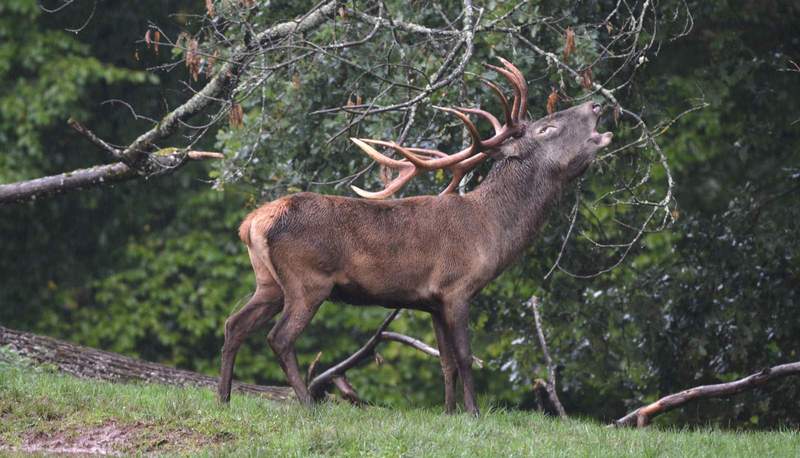 Im Wild- und Wanderpark Südliche Weinstraße in Silz gibt es aktuell 115 ältere Rotwild-Tiere und 35 Kälber. Foto. WWP. Pressefrei.