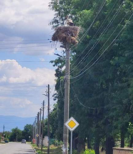 Da brat' mal keiner einen Storch. Meister Adebar in seinem Nest auf einem Strommast. Foto. Getto.