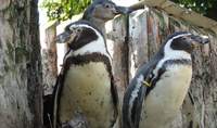 Ein Humboldt-Pinguin-Paar mit Nachwuchs im Zoo LD. Unter optimalen Bedingungen im gut geschützten Zoo klappt die Nachzucht sehr gut, anders als in der Natur. Foto. Zoo. LD. Pressefrei.