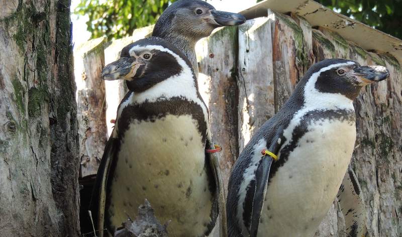 Ein Humboldt-Pinguin-Paar mit Nachwuchs im Zoo LD. Unter optimalen Bedingungen im gut geschützten Zoo klappt die Nachzucht sehr gut, anders als in der Natur. Foto. Zoo. LD. Pressefrei.
