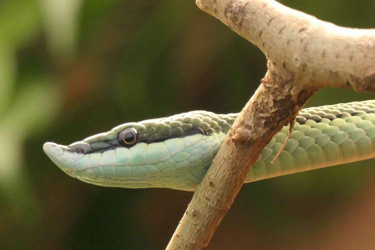 Mit der Zooschule in die Welt der Reptilien und Amphibien eintauchen. Hier eine Langnasenstrauchnatter. Foto. K. Blumer. Zoo LD. 