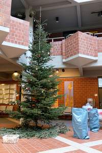 Auch der Weihnachtsbaum im Kreishaus der Südlichen Weinstraße wird derzeit abgeschmückt. Foto. KV. SÜW. Frei.