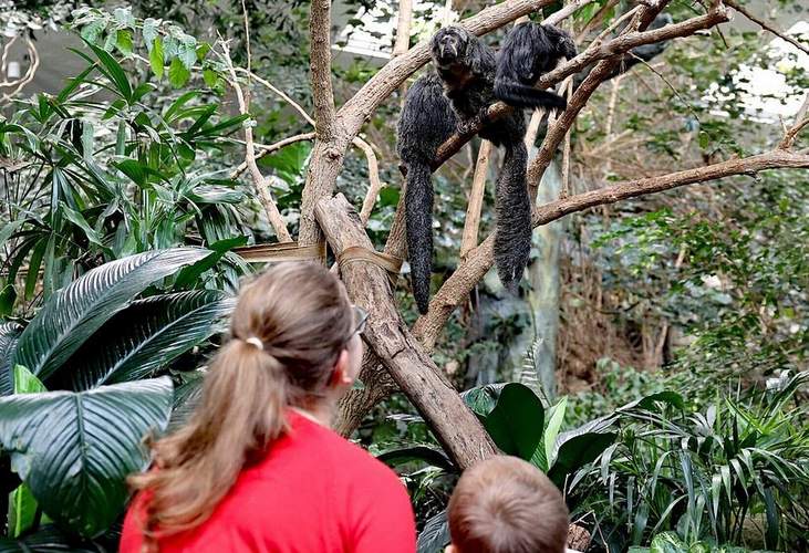 Der Zoologische Stadtgarten KA hat 2024 so viele Menschen wie noch nie begrüßen dürfen. Insgesamt konnten 1.103.824 Eintritte gezählt werden. Foto. Timo Deible. Zoo KA. Frei. 