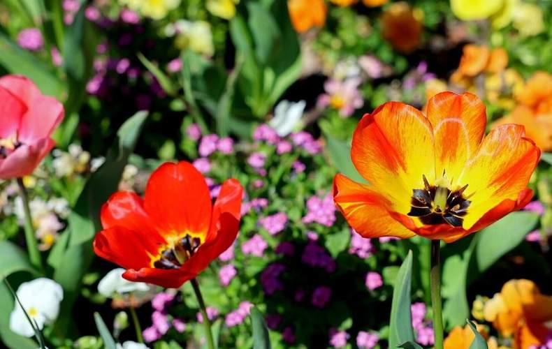 Der Zoologische Stadtgarten blüht derzeit auf. Bei einer Führung am kommenden Sonntag gibt es viel Infos zu Tulpen und anderen Frühjahrsblühern. Foto. Zoologischer Stadtgarten. Timo Deible. Frei. 