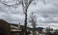 In Annweiler muss eine alte Birke wegen zu großer Schäden gefällt werden. 