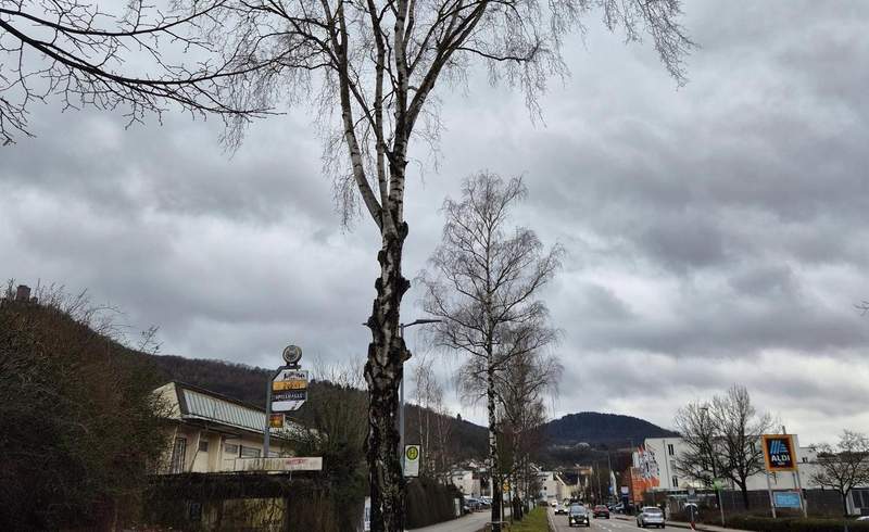 In Annweiler muss eine alte Birke wegen zu großer Schäden gefällt werden. 