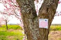 Die Mandelmeile in Edenkoben zählt mit dem Mandelblütenfest in Gimmeldingen zu den größten Festen in der Pfalz. 