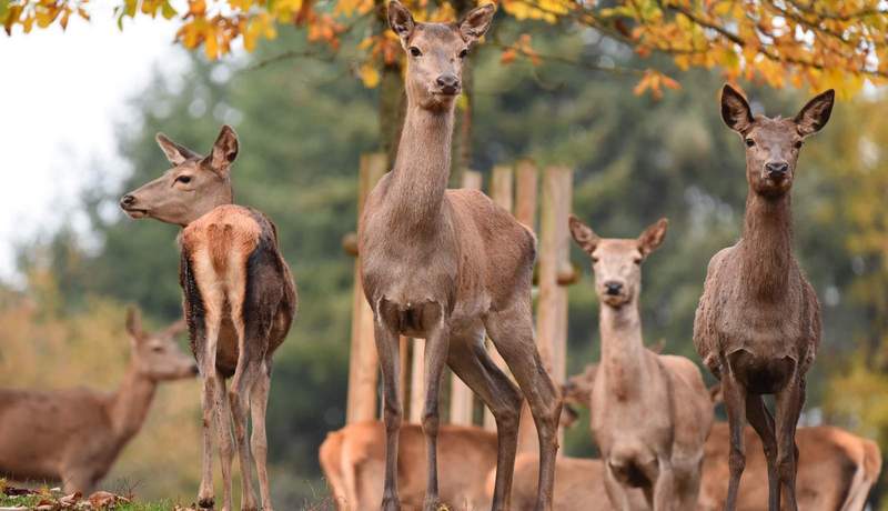 Rotwild im Wild- und Wanderpark im Herbst. Foto. WWP.