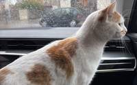 Ein Katze in LD holte sich ihrer Streicheleinheiten in einer Bäckerei und machte anschließend gleich ein Nickerchen. 