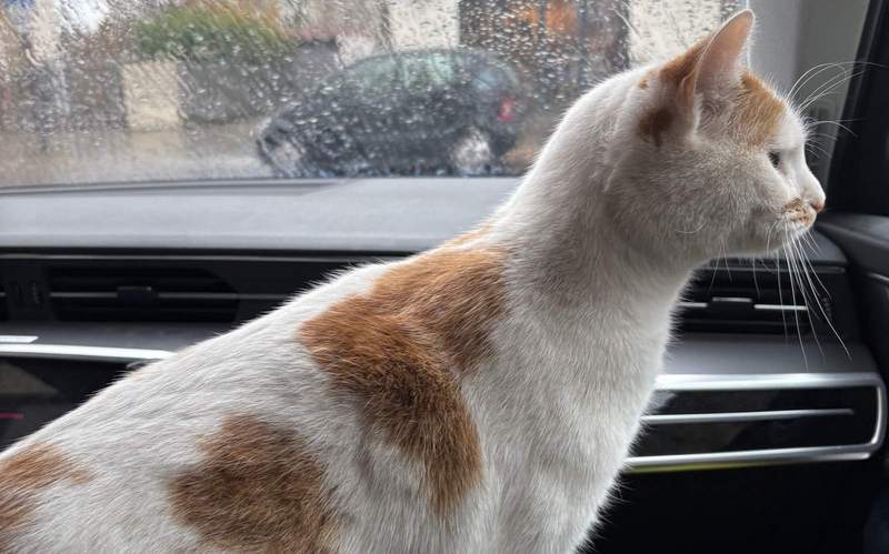 Ein Katze in LD holte sich ihrer Streicheleinheiten in einer Bäckerei und machte anschließend gleich ein Nickerchen. 