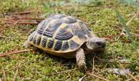 In SP werden seit geraumer Zeit immer mehr Schildkröten aufgefunden. 