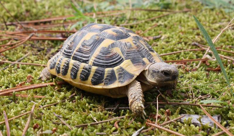 In SP werden seit geraumer Zeit immer mehr Schildkröten aufgefunden. 