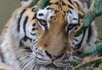 Die Sibirische Tigerkatze Dária ist bisher noch immer hinter den Kulissen im Zoo LD. Am Mittwoch soll sich das ändern. Foto. Zoo. LD. Frei.