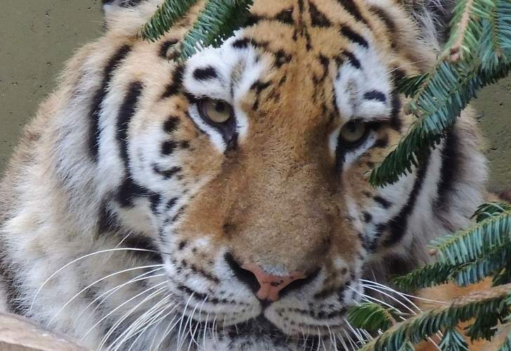 Die Sibirische Tigerkatze Dária ist bisher noch immer hinter den Kulissen im Zoo LD. Am Mittwoch soll sich das ändern. Foto. Zoo. LD. Frei.