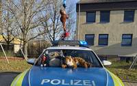 Plüschige Zoo-Familie von Autobahn gerettet.