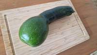 Da schau her. Die Kürbis-Gene der Zucchini haben sich in unserem Garten Platz geschaffen. Foto. rw. 