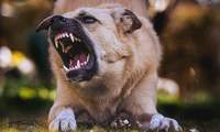 Eine Frau wurde in Edesheim von einem aggressiven Hund angefallen.