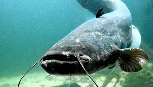 04.06.2026 - Provinz-Posse. Hilfloser Schwimmer ein sterbender Fisch?