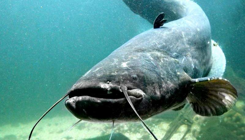 Der vermeintlich ertrinkende Schwimmer im Baggersee bei Hördt war wohl ein sterbender Wels ...