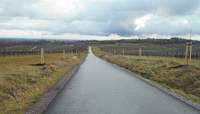 Erst Anfang des Jahres hatte die Grünflächenabteilung der Stadt LD entlang der neuen Fahrradstraße zwischen Arzheim und Weinstraße rund 100 neue Bäume gepflanzt. Foto. Stadt. LD. Frei.